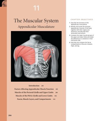 CHAPTER 11 . The Muscular System: Appendicular Musculature