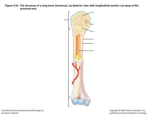 Figure 5.2a The structure of a long bone (humerus). (a) Anterior view ...