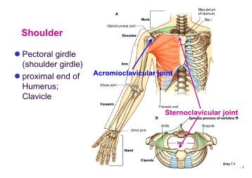 Shoulder joint