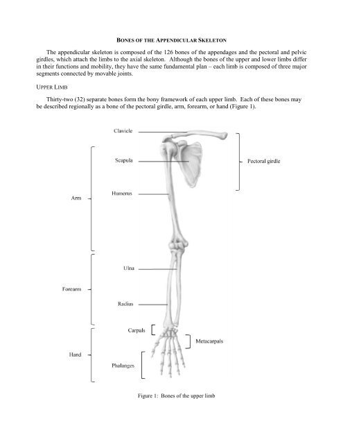 The appendicular skeleton is composed of the 126 bones of the ...