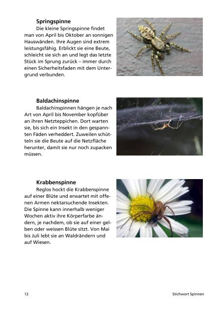 Spinnen - öko-forum Umweltberatung Luzern