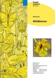 Nisthilfen für Wildbienen - öko-forum Umweltberatung Luzern