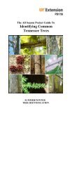 Identifying Common Tennessee Trees - UT Extension - The ...