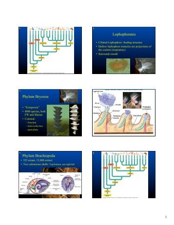Lophophorates Phylum Bryozoa Phylum Brachiopoda - Faculty