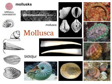 Mollusca