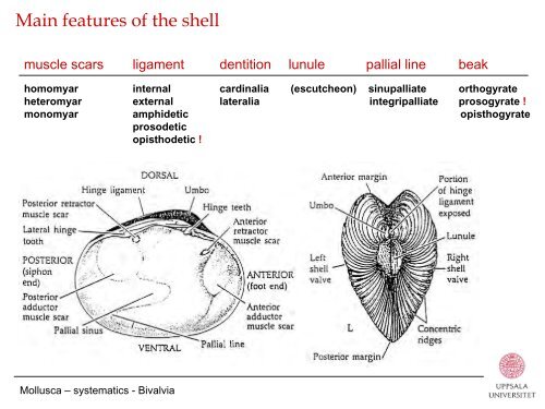 Mollusca