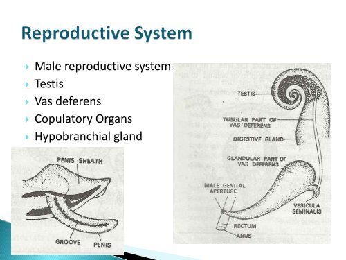 Male reproductive system-