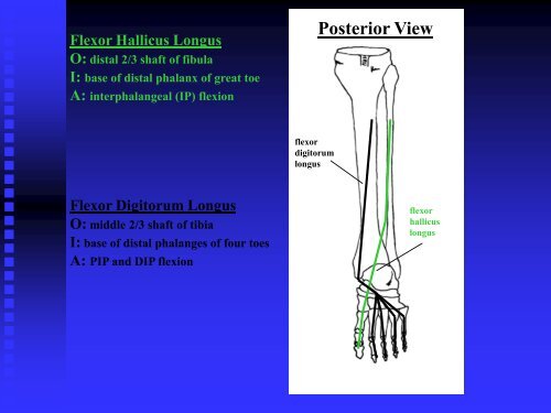 Basic Structure and Function of the Ankle and Foot - Home