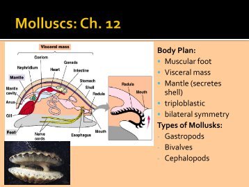 Body Plan: Muscular foot Visceral mass Mantle (secretes shell ...