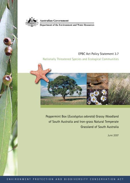 Peppermint Box (Eucalyptus odorata) - Department of Sustainability ...