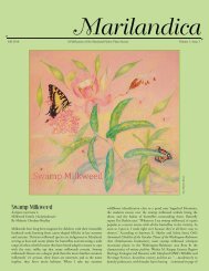 Swamp Milkweed - Maryland Native Plant Society