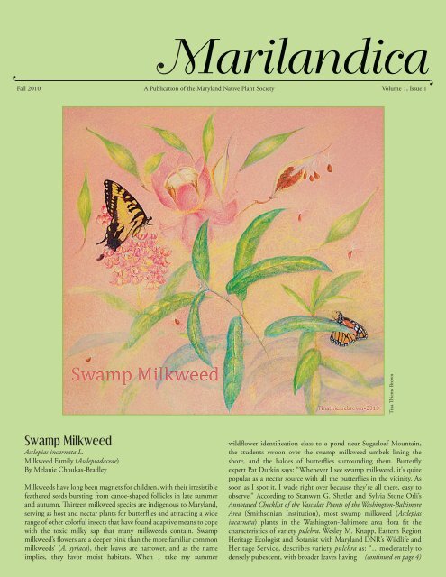 Swamp Milkweed - Maryland Native Plant Society