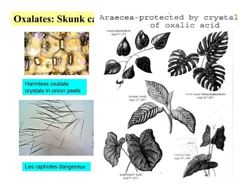 Plants with toxic alkaloids - University of Washington