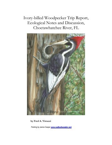 Ivory-billed Woodpecker Trip Report, Ecological Notes and ...