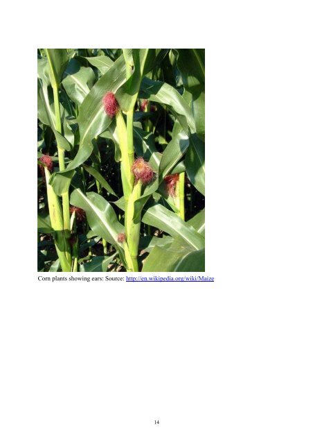 Agronomy - kharif crops maize