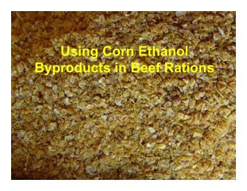 Using Corn Ethanol Byproducts in Beef Rations