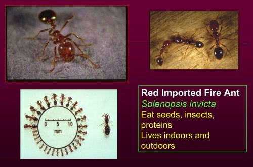 Imported Fire Ants, Competitor Ants and Impact of - eXtension