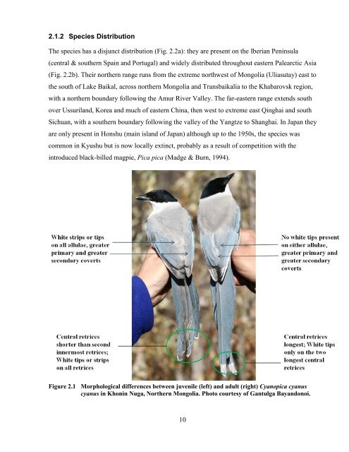 Habitat use and population dynamics of the Azure-Winged Magpie ...
