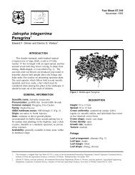 Jatropha integerrima Peregrina - Environmental Horticulture ...