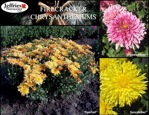 FIRECRACKER CHRYSANTHEMUMS - Jeffries Nurseries Ltd.