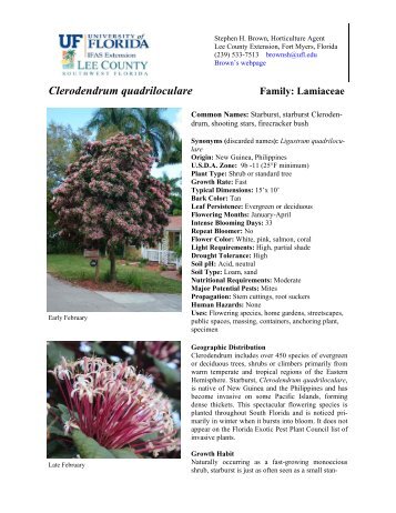 Clerodendrum quadriloculare - Lee County Extension - University of ...