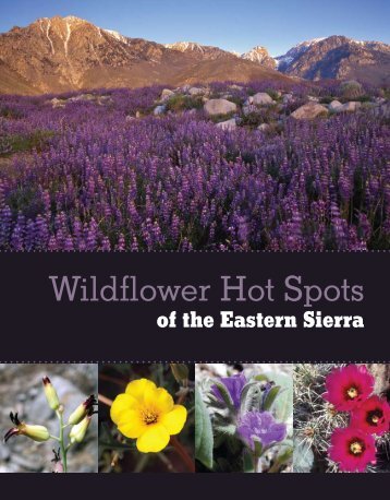 Wildflower Hot Spots of the Eastern Sierra - USDA Forest Service