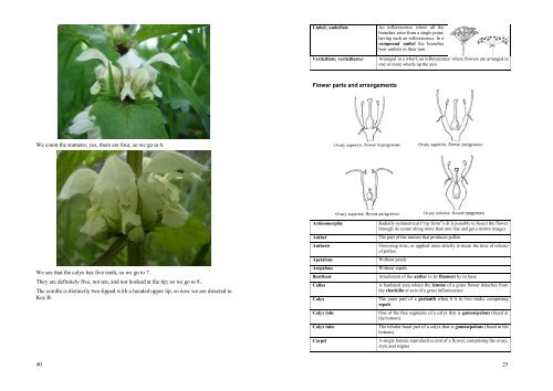 An A5 booklet version as distributed in the - Hants Plants