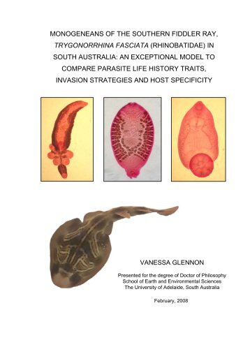 Monogeneans of the southern fiddler ray, Trygonorrhina fasciata