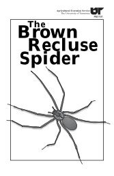 The Brown Recluse Spider - UT Extension - The University of ...