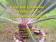 Field and Taxonomic Identification of Cycad Aulacaspis scale