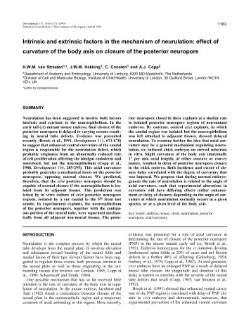 Intrinsic and extrinsic factors in the mechanism of neurulation: effect ...