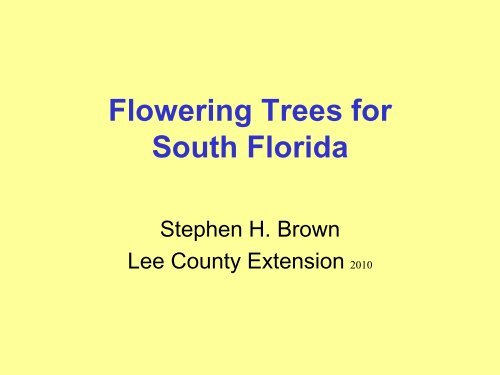 Flowering Trees Of South Florida Miami Dade County Extension