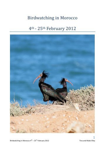 Birdwatching in Morocco 4th - 25th February 2012 - Netfugl.dk
