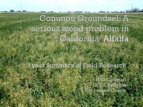 Common Groundsel. A serious weed problem in California Alfalfa