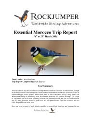 Essential Morocco Trip Report - Rockjumper Birding Tours