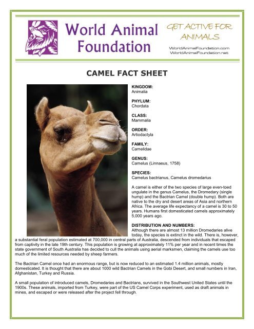 Animal funds. Камель net. Camel facts Unit 1. Look at the Camel facts. Unit 1. How much does Camel weigh.