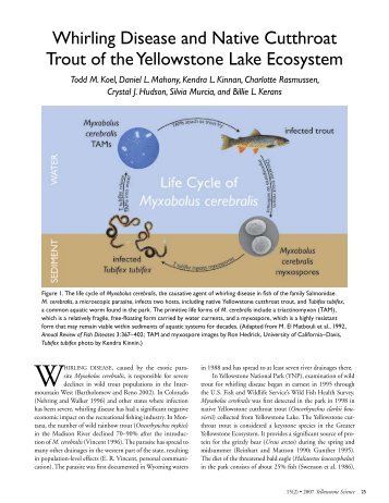 Whirling Disease and Native Cutthroat Trout of the - Greater ...