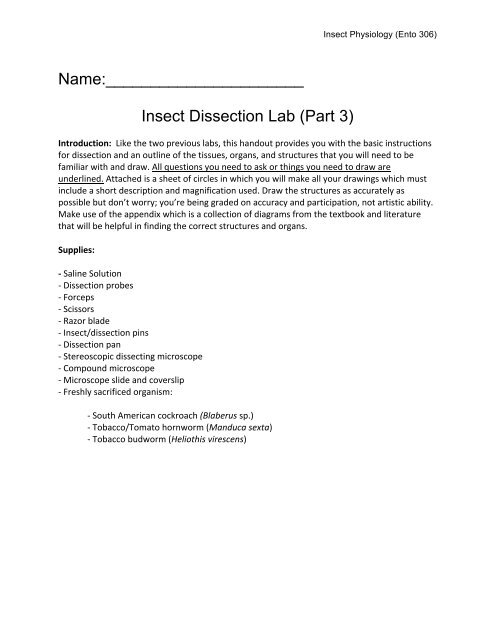 Insect Dissection Lab (III)