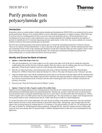 Purify proteins from polyacrylamide gels - Pierce