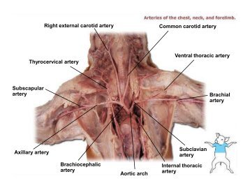 Common carotid artery Ventral thoracic artery Subclavian artery ...