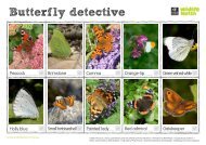 Butterfly detective - Surrey Wildlife Trust