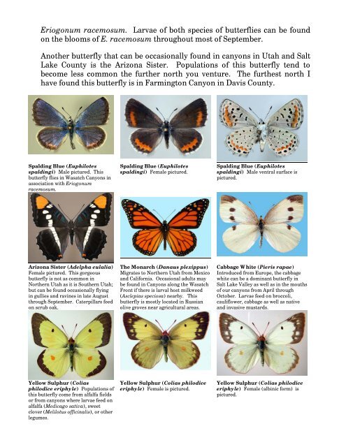 Wasatch Butterflies pamphlet - Utah Bug Club