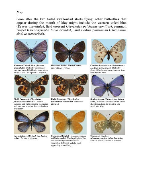 Wasatch Butterflies pamphlet - Utah Bug Club