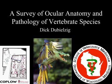 A Survey of Ocular Anatomy and Pathology of Vertebrate Species
