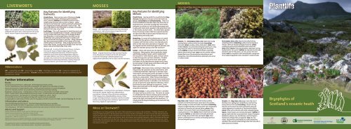 Acrocarpous moss - Plantlife