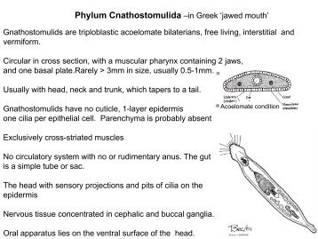 Gnathostomulida lecture.pdf