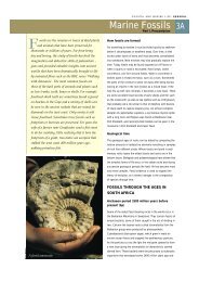 Marine Fossils - South African Coastal Information Centre