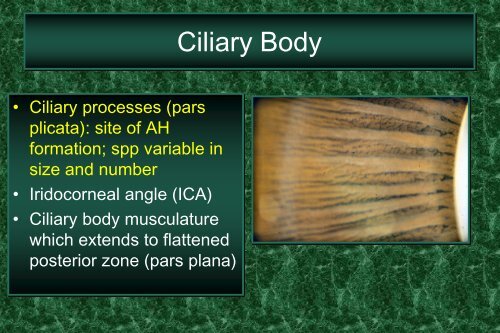 Ciliary Body Histology