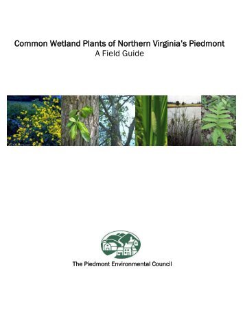 Common Wetland Plants of Northern Virginia's Piedmont A Field ...