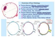 Sclera (post 5/6)